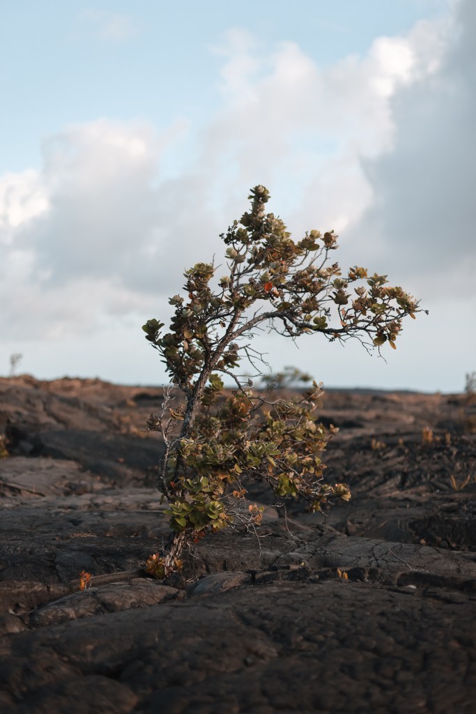 un albero nella lava